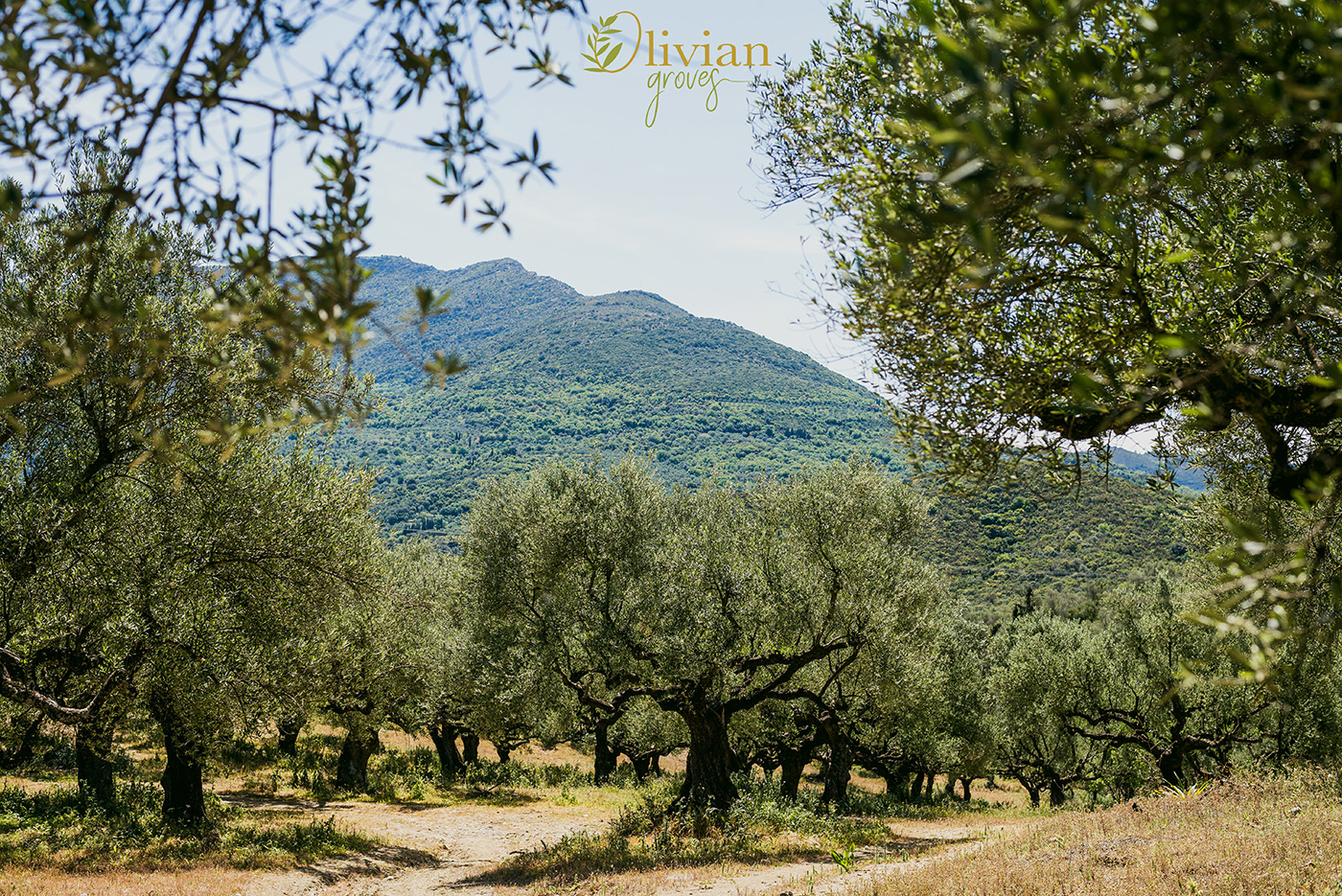 tips-to-store-extra-virgin-olive-oilimage003